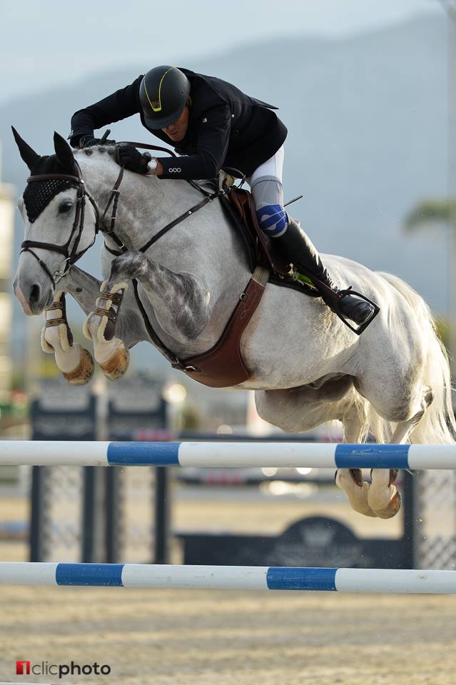 BACARDI LES HAUTS (Rexar du Houssoit/Cavalier - breeder: P. Himpe - B-9600 Ronse), rider: Dominque Hendrickx (BEL)