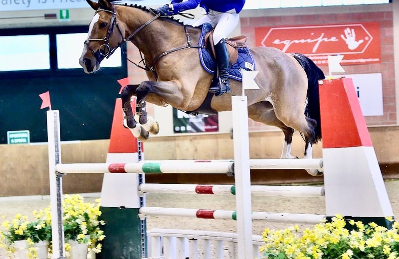 Foto: FRANC PARLER DEW-DROP (Albatros du Pachis x Quidam de Revel) en Chiara Bonaspetti in december 2019.
