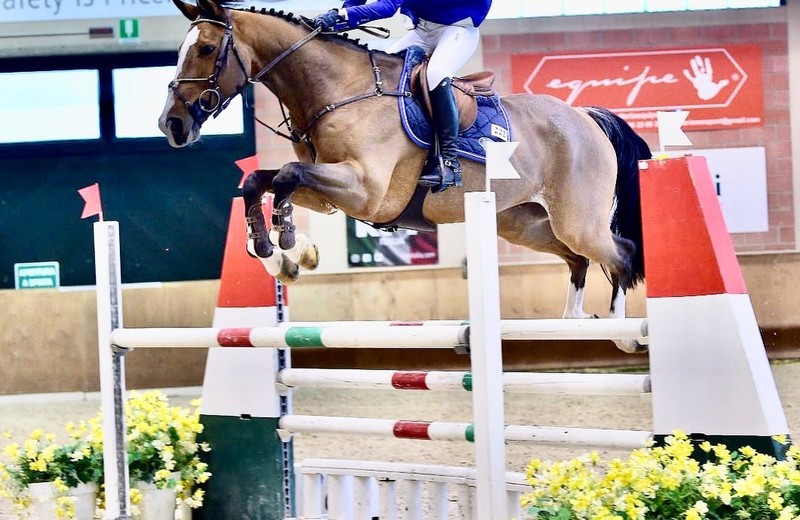 Foto: FRANC PARLER DEW-DROP (Albatros du Pachis x Quidam de Revel) en Chiara Bonaspetti in december 2019.