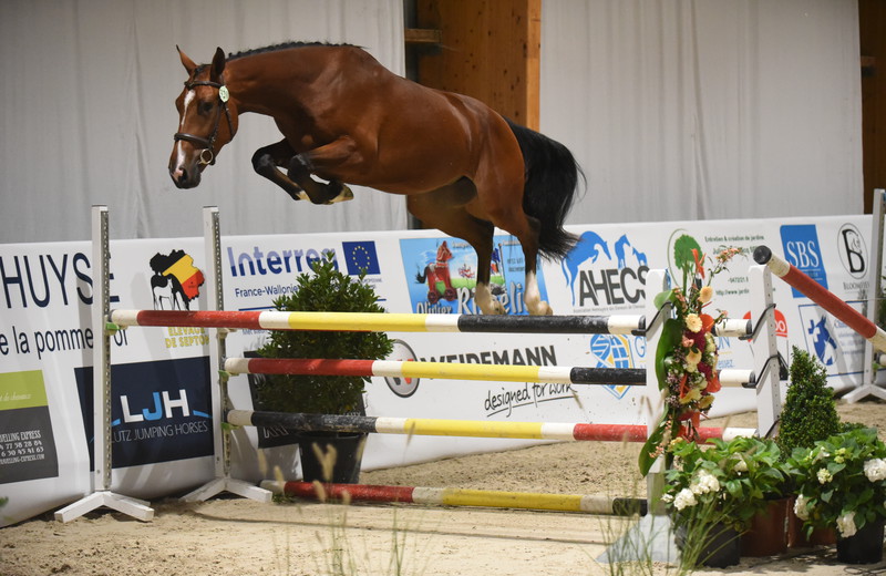 JIOSKO SITTE (Ogano Sitte/Clinton – fokker: Horse of Belgium te B-7904 Pipaix) (photo (c) Photo Evénement)
