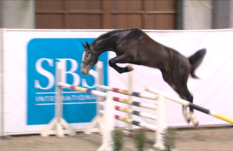 KILIMAN SITTE (Comme il Faut/Button Sitte – breeder: Daniel Boudrenghien in B-7904 Pipaix) (picture (c) FENCES WEB)