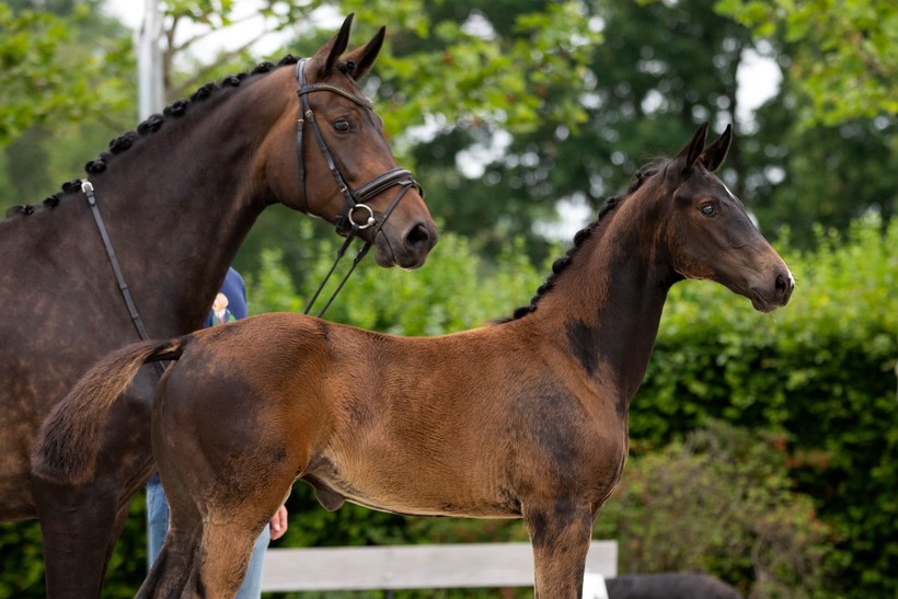 BIOLLEY HORSES (foto : Laurence Verheijen)