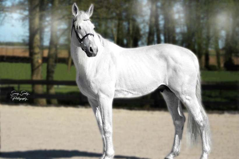 De SBS-goedgekeurde hengst CORIANDER Z (2003, Chellano Z x Darco) (foto: Sunny Smoky Photography)