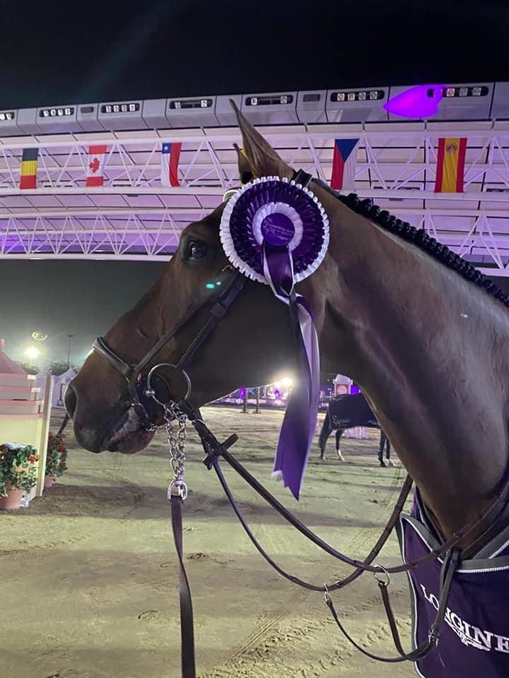 DELUX VAN T&L (Toulon x Landetto), onder het zadel van de Belgische ruiter Niels Bruyseels, 3e in de GP 1m60 op CSI5* Doha (Qatar) op 27 februari 2021.