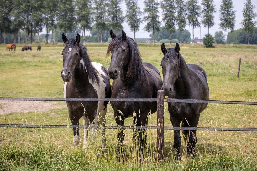 (photo: Dirk Caremans)