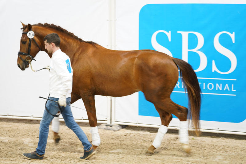 IRON MAN VA (SBS, °2014, Bailamos Biolley/Jazz – dressage)