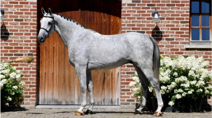 JACKSON BILLY DU SEIGNEUR (Curby du Seigneur x Schilling - Breeder: M. Vanlangendonck ) )