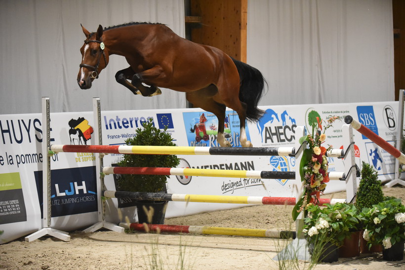 JIOSKO SITTE (Ogano Sitte/Clinton – naisseur: Horse of Belgium à B-7904 Pipaix) (photo (c) Photo Evénement)