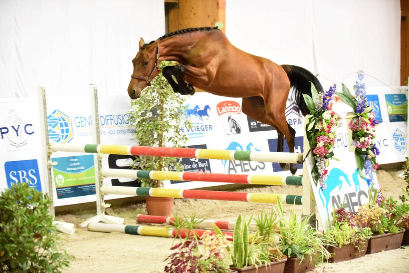  JUNGLE BEE D’EEL (Castronom Z/Chellano Z – naisseur: L. Vandekerckhove à B-9600 Renaix) solidement installée en tête des 2 ans (photo (c) Photo Evénement)