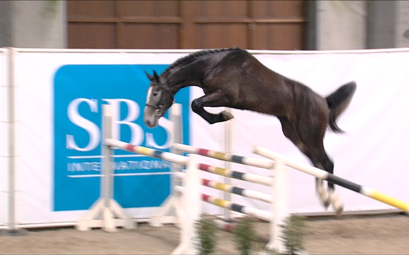 KILIMAN SITTE (Comme il Faut/Button Sitte – naisseur: Daniel Boudrenghien à B-7904 Pipaix) (photo (c) FENCES WEB)