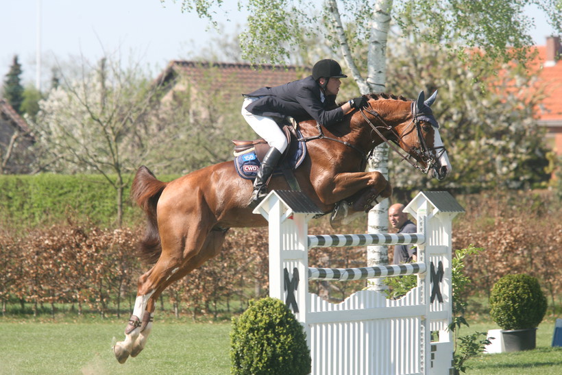 OGANO SITTE (Darco/Avontuur - naisseur: Horse of Belgium à B-7904 Pipaix), étalon approuvé à la monte par le SBS (photo archives)
