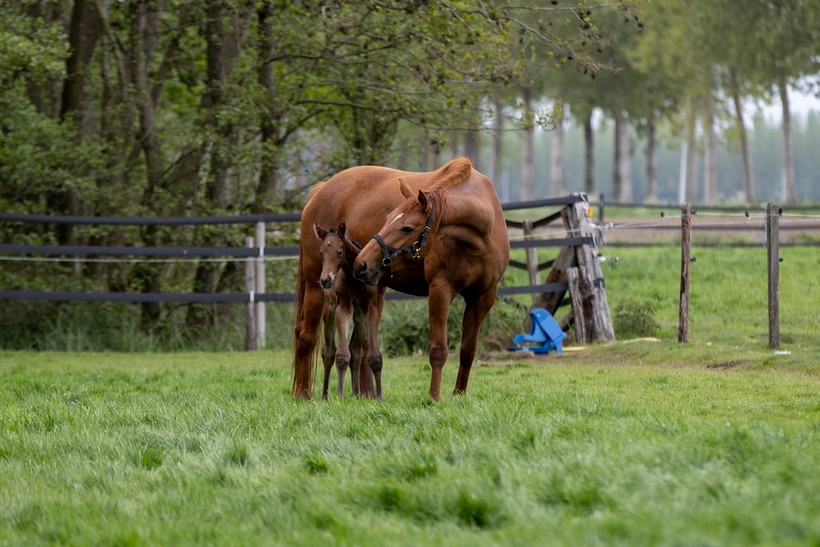 (Hippo Foto - Dirk Caremans)