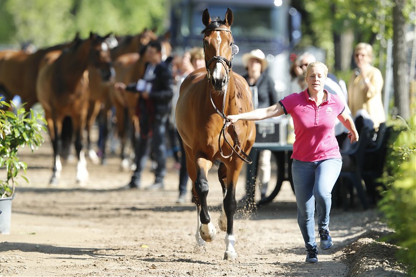 VERYBELLE DU SEIGNEUR (E.O.) (aka OAK GROVE’S HEARTFELT - Heartbreaker/Rubens du Ri d’Asse – breeder: La Ferme du Seigneur in B-7387 Honnelles) (picture © LGCT/S.Grasso)